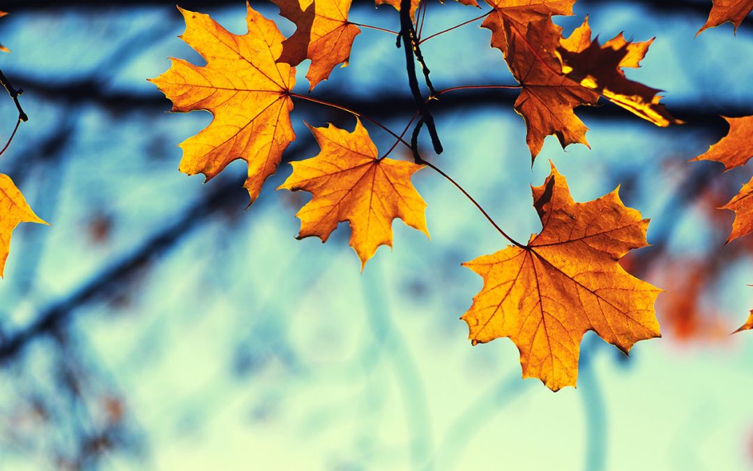 Nothing Gold Can Stay